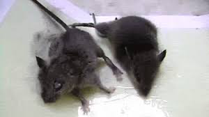 PEGA RATON TUBO